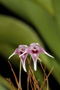 Pleurothallis scoparium Huntington's Purple Amethyst CBR - flower